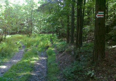 Tour Zu Fuß Zobten am Berge - Łagiewniki-Sobótka - Photo