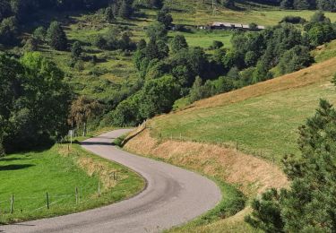 Trail Walking Orbey - Circuit mémoriel 14-18 - Photo