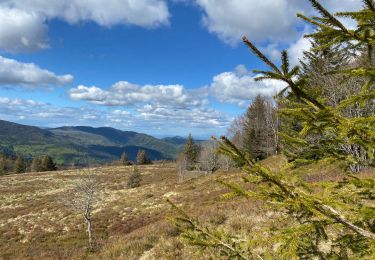 Tocht Stappen Geishouse - Autour du Sorckenkopf - Photo