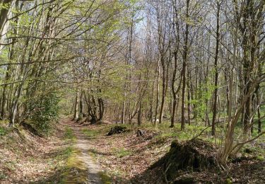 Tocht Stappen Freulleville - forêt d'eawy torcy  - Photo