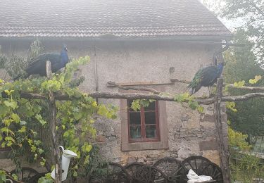 Tocht Stappen Écromagny - Les 1000 étangs à Ecromagny - Photo