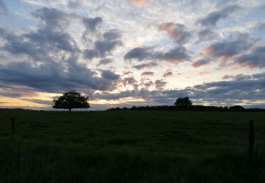 Randonnée Marche Tintigny - taillis de saules - Photo