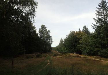 Excursión A pie Leck - Historischer Westlicher Ochsenweg und Langenberger Forst - Photo