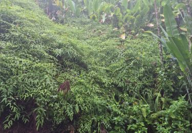 Excursión Senderismo Gros-Morne - Palourde par le Calvaire - Photo