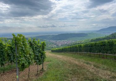 Percorso Bicicletta elettrica Osenbach - Vélo Osenbach Pfaffenheim Rouffach  - Photo