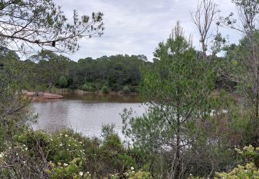 Tour Wandern Puget-sur-Argens - la Bouverie, pistes des terres Gastes  - Photo