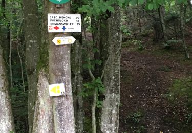 Trail Walking Wangenbourg-Engenthal - 20190728 - Photo