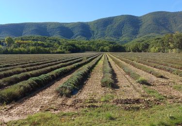 Tour Wandern Céreste - Apt - Photo