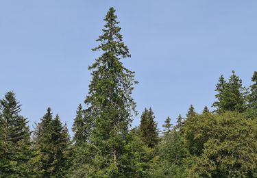 Excursión Senderismo Gex - belvédère de la redoute  - Photo