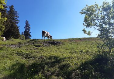 Tour Wandern Manigod - colomban par le bas - Photo