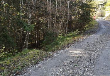 Trail Nordic walking Ayent - Samarin  - Photo
