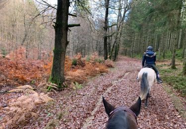 Tocht Paardrijden Habay - Forêt de Rulles - Photo