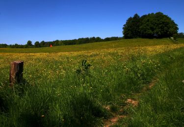 Trail On foot  - Roden Skov, rød rute - Photo