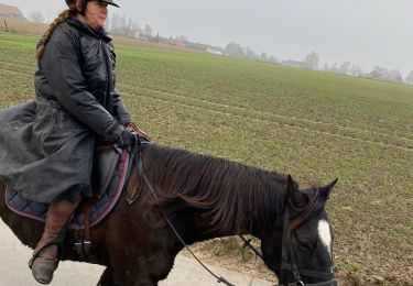 Trail Horseback riding Pecq - warcoing - Photo