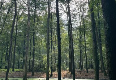 Tour Wandern Apeldoorn - Balade dans la forêt près de l’hôtel Echoput - Photo