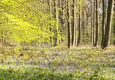 Randonnée Marche Gerpinnes - En prévision des jacinthes des bois  - Photo