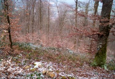 Trail Walking Braillans - BRAILLANS Forêt de MARCHAUX - Photo