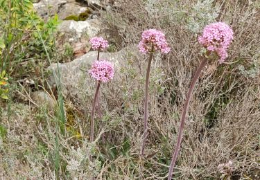 Trail Walking Manosque - grand tour de Bellevue - Photo