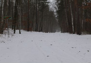 Trail On foot Michendorf - Balken grün Caputh - Lienewitzseen - Photo