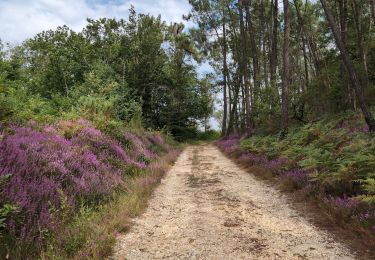 Tour Wandern Panzoult - Panzoult - Zig zag Bois de Juche-Pie - 14.8km 270m 3h15 (50mn) - 2024 07 31 - Photo