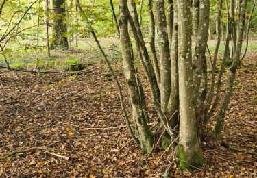 Tour Wandern Lumigny-Nesles-Ormeaux - 1 - Photo