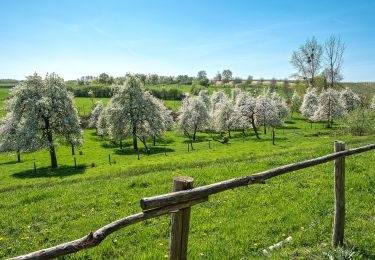 Tour Zu Fuß Borgloon - Borgloon Grootloon Gele wandeling - Photo