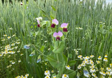 Tour Wandern Doische - Gochenee 19 km - Photo