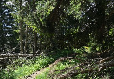 Randonnée Marche Arbaz - les griesse  - Photo