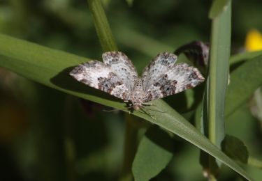 Randonnée A pied Oulu - Ympäristöpolku - Photo