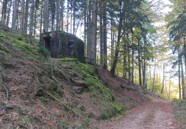 Percorso Marcia Windstein - Rando Maginot Windstein - Photo