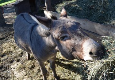 Randonnée A pied Gemeinde Mauerbach - Königstetten - Hainbuch - Photo