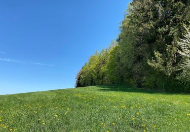 Tour Zu Fuß Herrliberg - Rütihof - Forch - Photo