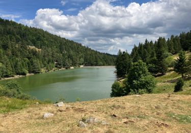 Trail Walking Soultzeren - Lac vert forlet - Photo