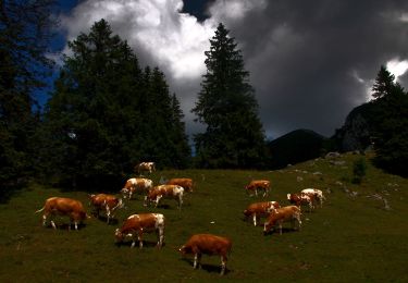 Excursión A pie Aschau im Chiemgau - Wanderweg 20 - Über die Kampenwand zum Geigelstein - Photo