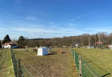 Tocht Stappen Halle - Bois de Halle - Photo