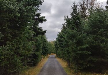 Trail Walking Rimouski - Randonnée du parc du Bic  - Photo