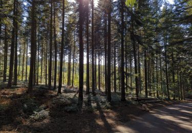 Tocht Stappen Fontanès - Col du pain rond St Heand - Photo