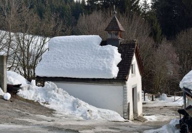 Tocht Te voet Hollersbach im Pinzgau - Bienenlehrpfad - Photo