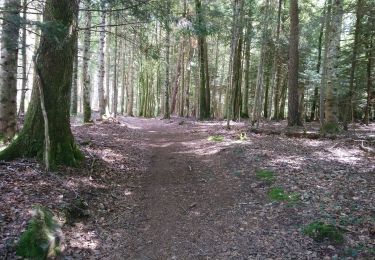 Tour Wandern Chanat-la-Mouteyre - Tour du Puy Chaumont variante  - Photo