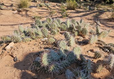 Trail Walking  - 2024 Canyonlands NP Mesa Arch - Photo