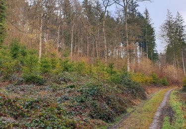 Trail Walking Dinant - Balade de Dréhance à Furfooz - Photo