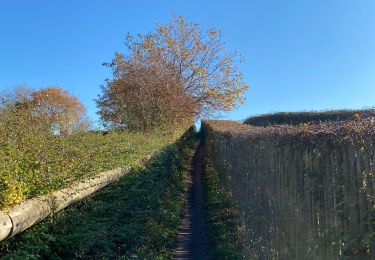 Tocht Stappen Genepiën - Autour de Bousval 2 - Photo