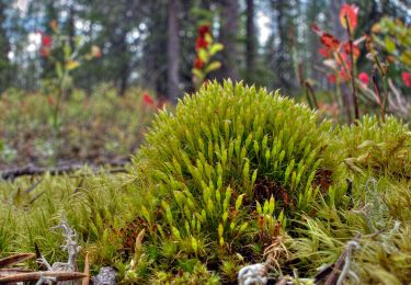 Randonnée A pied Pelkosenniemi - Noitatunturin-Isokurun retkeilyreitti - Photo