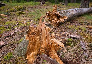 Percorso A piedi  - Fylleryd, elljusspåret - Photo