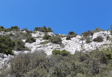 Randonnée Marche Ollioules - Le Gros Cerveau - Photo