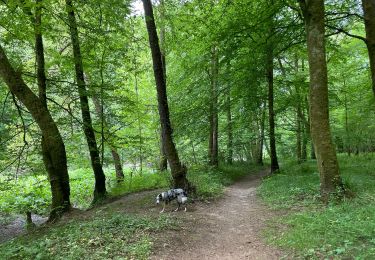 Tocht Stappen Chiny - Chiny le long de la Semois - Photo