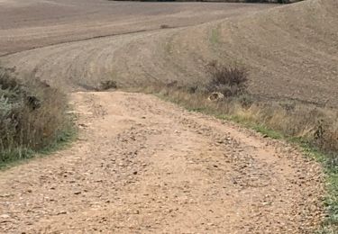 Trail Walking Burgos - 2023 10 24 CAMINO FRANCES - 32ème étape : Burgos - Tardajos - Rabelais de l’as Calzadas - Hornillos Del Camino - Hontanas  - Photo