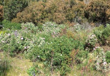 Tour Wandern La Londe-les-Maures - valcros babaou - Photo