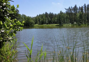 Percorso A piedi Schlammersdorf - Holzmühle Rundweg 1 - Photo