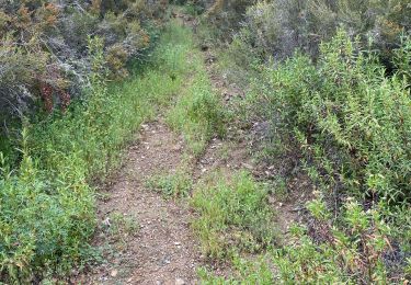 Trail Walking Callas - Grand siai  - Photo